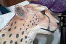 Cheetah Head Detail