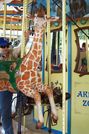 Carousel Works Baby Giraffe Jumper