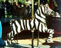 Herschell-Spillman Zebra