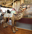 PTC 3rd Row Camel