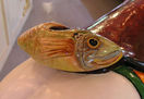 Parker Cantle Fish