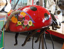 Rear Detail of Spring Lady Bug