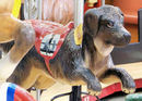 Carousel Works Dog Jumper