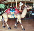 Outside Row Camel