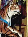Sumatran Tiger Detail