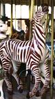 Herschell-Spillman Zebra 2nd Row Jumper
