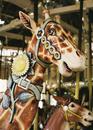 Herschell-Spillman Giraffe Outside Row Stander Head Detail