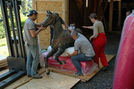 Horse Being Removed for Restoration