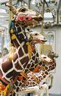 Looff Outside Row Jumping Giraffe Head Close-Up