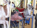 Carousel Works Eland, Baby Hippopotamus, and Koala