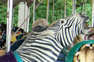 Zebra Head Detail