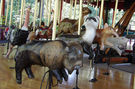 Carousel Works Bison, Black-footed Ferret, Elephant Shrew, and Naked Mole Rat
