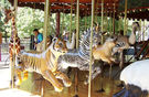 Carousel Works Tiger, Grevy's Zebra, Meerkat, and Kori Bustard
