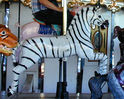 Second Row Herschell-Spillman Jumping Zebra