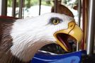 Carousel Works Bald Eagle Head Detail
