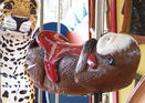 Carousel Works Jaguar and Sea Otter