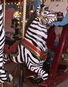 Zebra 2nd Row Jumper