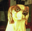 Herschell-Spillman Dog Head Detail