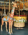 Herschell-Spillman Giraffe Outside Row Stander and Spinning Tub