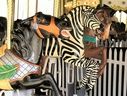 Spillman Engineering Horses and Herschell-Spillman Zebra